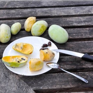 asimina-triloba-prolific-indianerbanane-paw-paw (1)